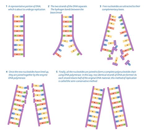 describe dna replication steps.